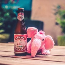 Blanche de Bruxelles Rosée